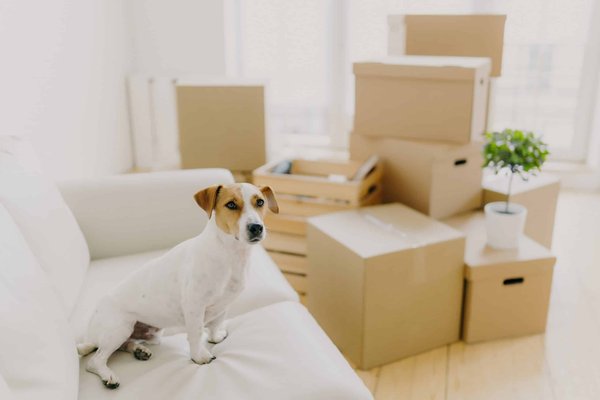 Quels sont les avantages d'un lit orthopédique pour un chien de race Labrador souffrant de douleurs articulaires?